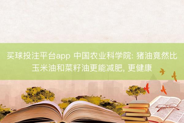 买球投注平台app 中国农业科学院: 猪油竟然比玉米油和菜籽油更能减肥, 更健康